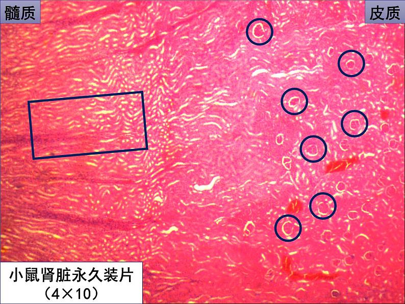 第七章第二节《尿液的形成和排出》 课件08