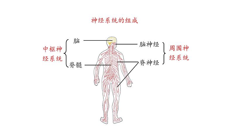 课件4.2 信息的传递第5页