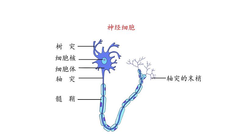 课件4.2 信息的传递第8页