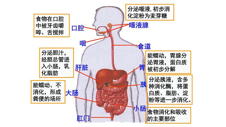 课件1.2.2 食物在胃肠内的消化02