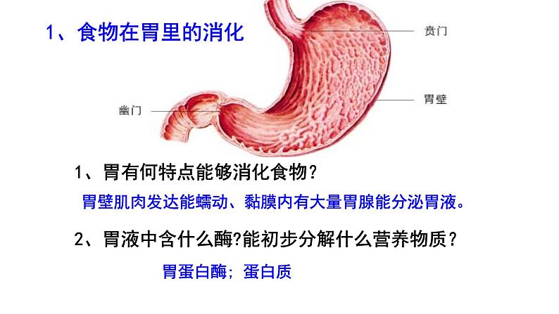 课件1.2.2 食物在胃肠内的消化06