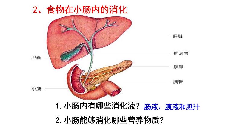 课件1.2.2 食物在胃肠内的消化07