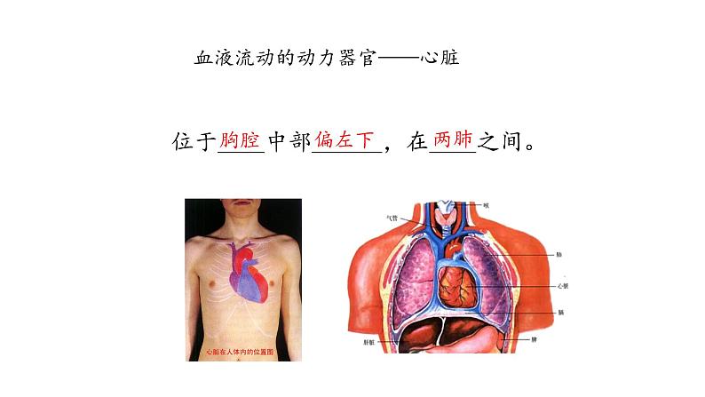 心脏PPT课件免费下载04