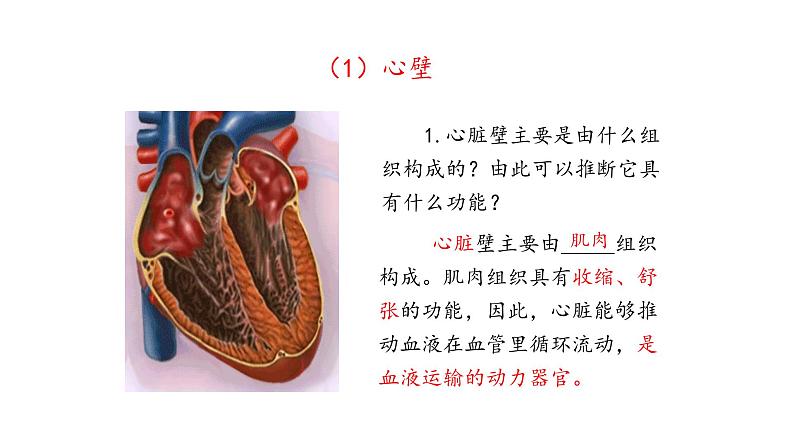 心脏PPT课件免费下载06