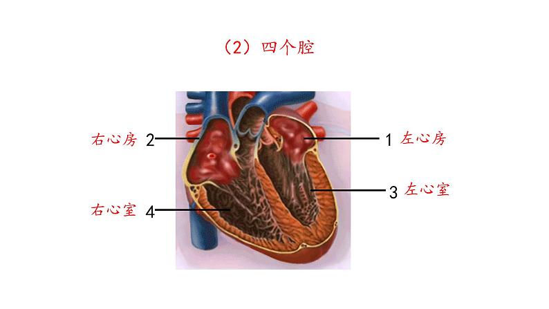 心脏PPT课件免费下载07