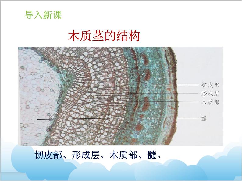 第五章第一节 《植物体内的物质运输》课件08