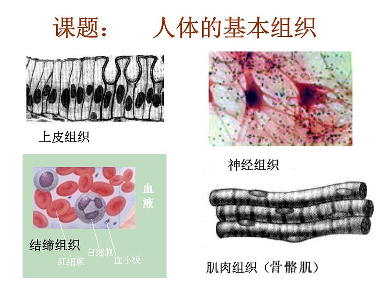 1.1.4人体是怎样构成的 课件 上海版生命科学八年级上册（14张ppt）01