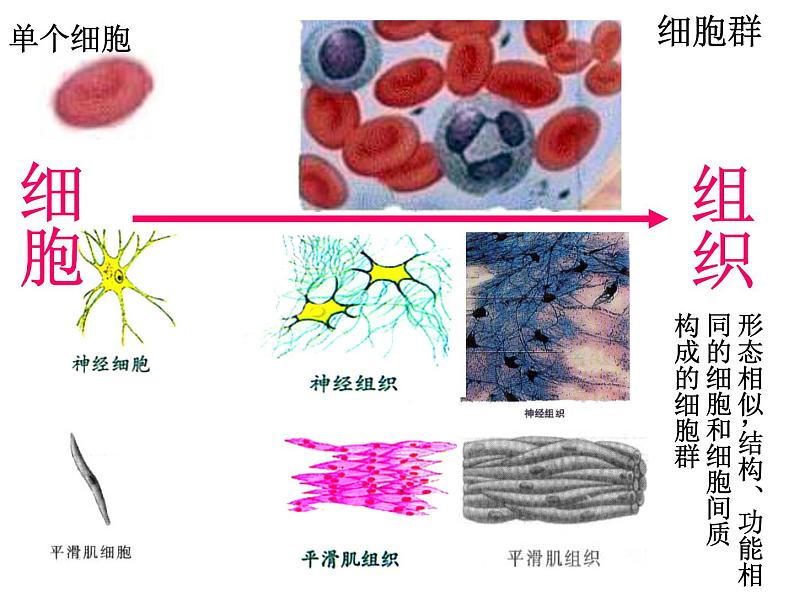 1.1.4人体是怎样构成的 课件 上海版生命科学八年级上册（14张ppt）02