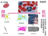 1.1.4人体是怎样构成的 课件 上海版生命科学八年级上册（14张ppt）