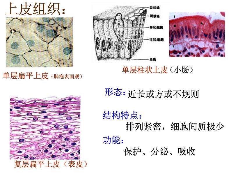 1.1.4人体是怎样构成的 课件 上海版生命科学八年级上册（14张ppt）03