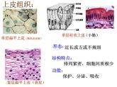 1.1.4人体是怎样构成的 课件 上海版生命科学八年级上册（14张ppt）