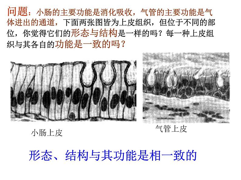 1.1.4人体是怎样构成的 课件 上海版生命科学八年级上册（14张ppt）04