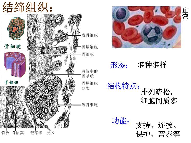 1.1.4人体是怎样构成的 课件 上海版生命科学八年级上册（14张ppt）05