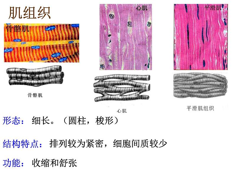 1.1.4人体是怎样构成的 课件 上海版生命科学八年级上册（14张ppt）06