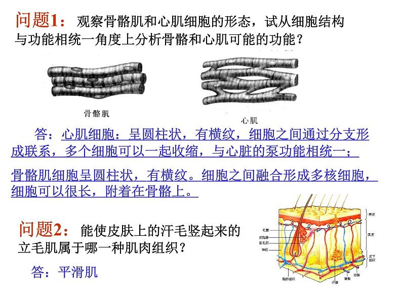 1.1.4人体是怎样构成的 课件 上海版生命科学八年级上册（14张ppt）07