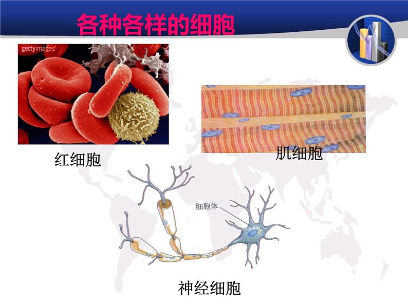 1.1.5人体是怎样构成的 课件 上海版生命科学八年级上册（13张ppt）第2页