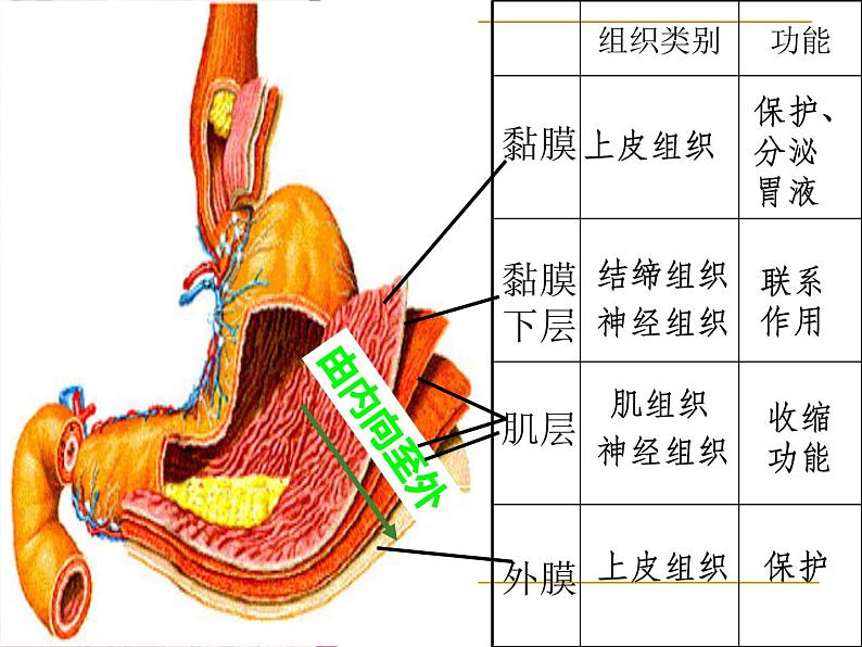 1.1.2人体是怎样构成的 课件 上海版生命科学八年级上册（20张ppt）05