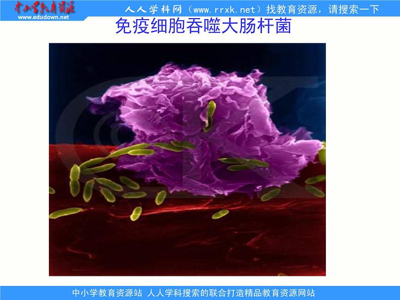 1.2.1人体生命活动需要的环境条件 课件 上海版生命科学八年级上册（32张ppt）07