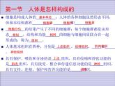 1.1.7人体是怎样构成的 课件 上海版生命科学八年级上册（18张ppt）