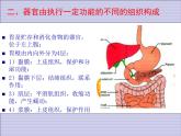 1.1.7人体是怎样构成的 课件 上海版生命科学八年级上册（18张ppt）