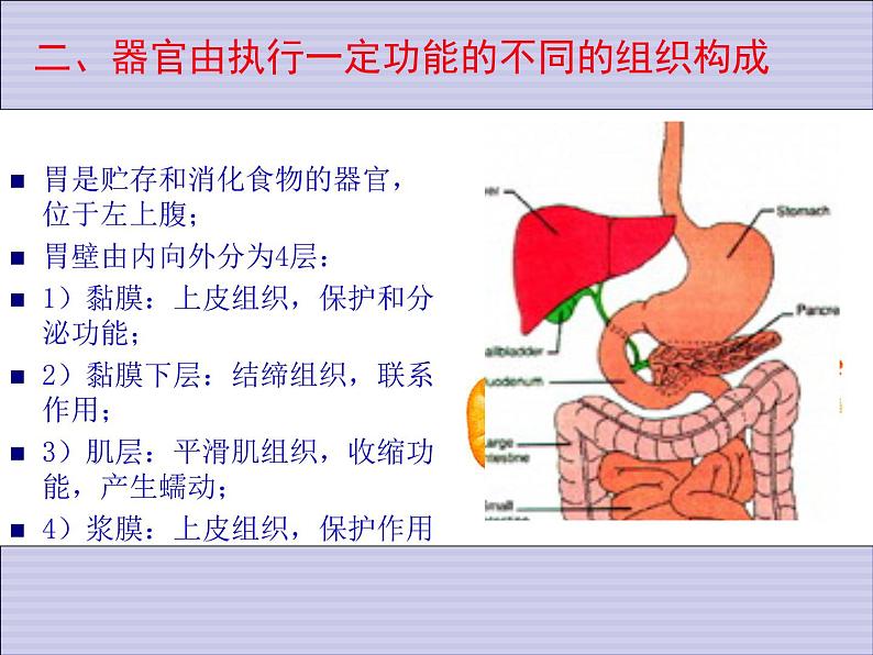 1.1.7人体是怎样构成的 课件 上海版生命科学八年级上册（18张ppt）第2页