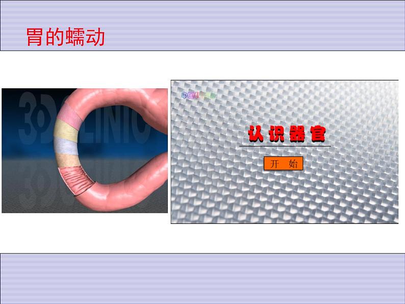 1.1.7人体是怎样构成的 课件 上海版生命科学八年级上册（18张ppt）第3页