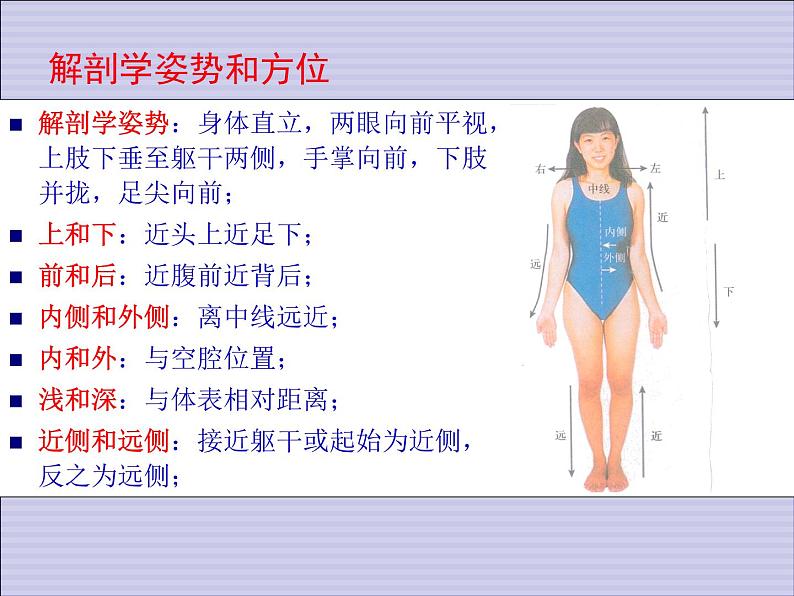 1.1.7人体是怎样构成的 课件 上海版生命科学八年级上册（18张ppt）第4页