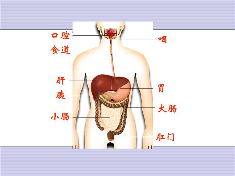 1.1.7人体是怎样构成的 课件 上海版生命科学八年级上册（18张ppt）第7页