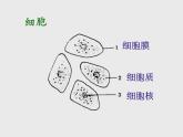 1.1.6人体是怎样构成的 课件 上海版生命科学八年级上册（13张ppt）