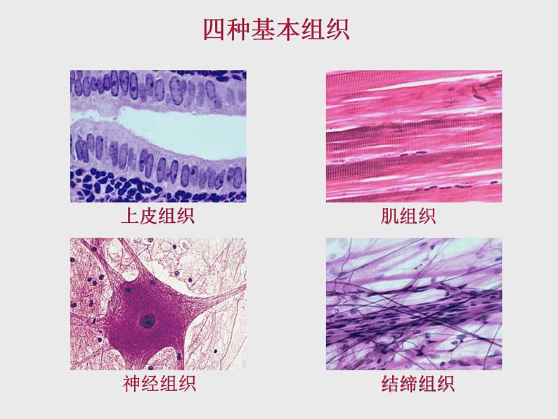 1.1.6人体是怎样构成的 课件 上海版生命科学八年级上册（13张ppt）第7页