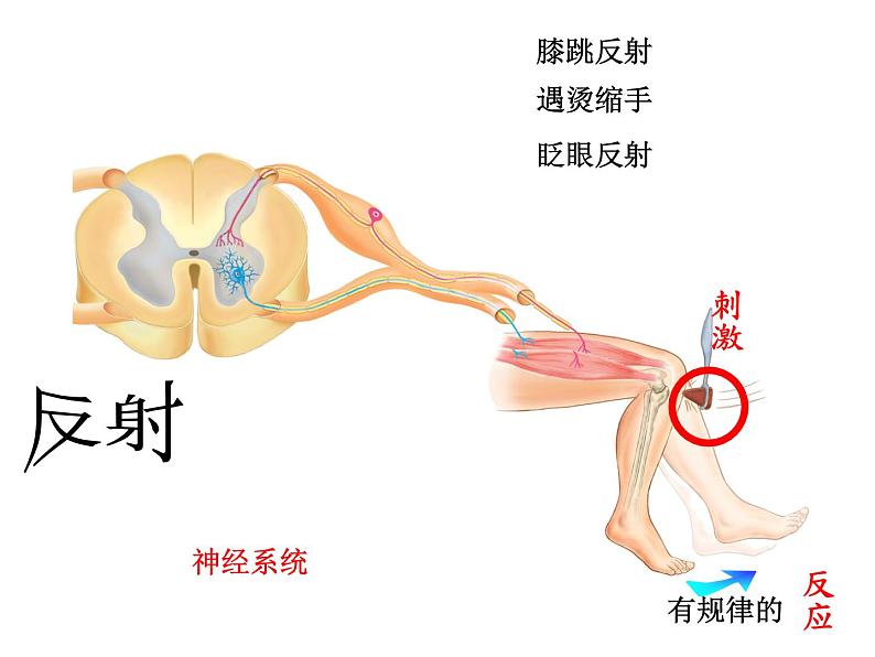 上海版八年级上册生物  2.1.3 神经调节的基本方式--反射 课件   (共15张PPT)02