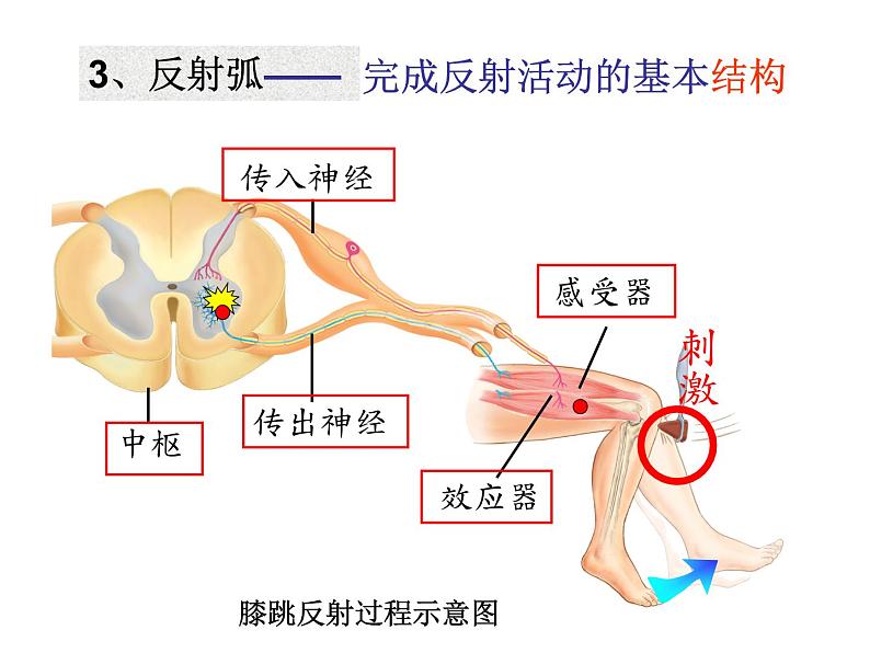 上海版八年级上册生物  2.1.3 神经调节的基本方式--反射 课件   (共15张PPT)05