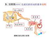 上海版八年级上册生物  2.1.3 神经调节的基本方式--反射 课件   (共15张PPT)