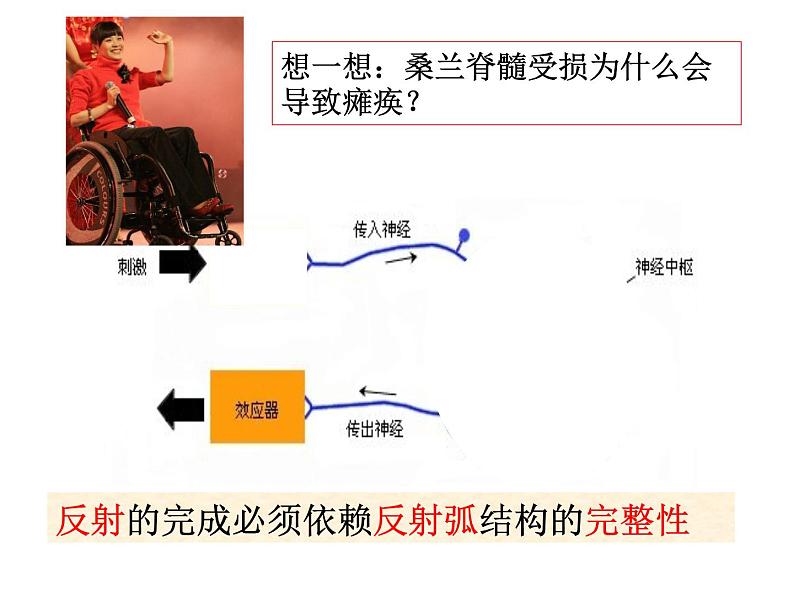 上海版八年级上册生物  2.1.3 神经调节的基本方式--反射 课件   (共15张PPT)07