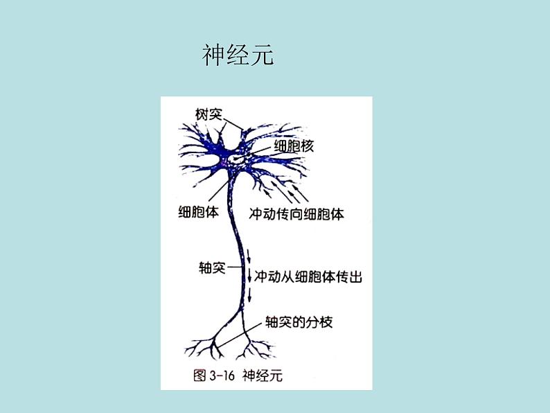 上海版八年级上册生物  2.1.3 神经调节的基本方式--反射 课件   (共17张PPT)02