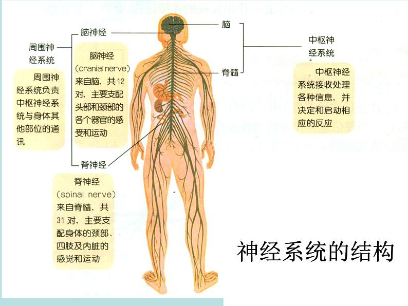 上海版八年级上册生物  2.1.3 神经调节的基本方式--反射 课件   (共17张PPT)03