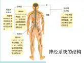 上海版八年级上册生物  2.1.3 神经调节的基本方式--反射 课件   (共17张PPT)