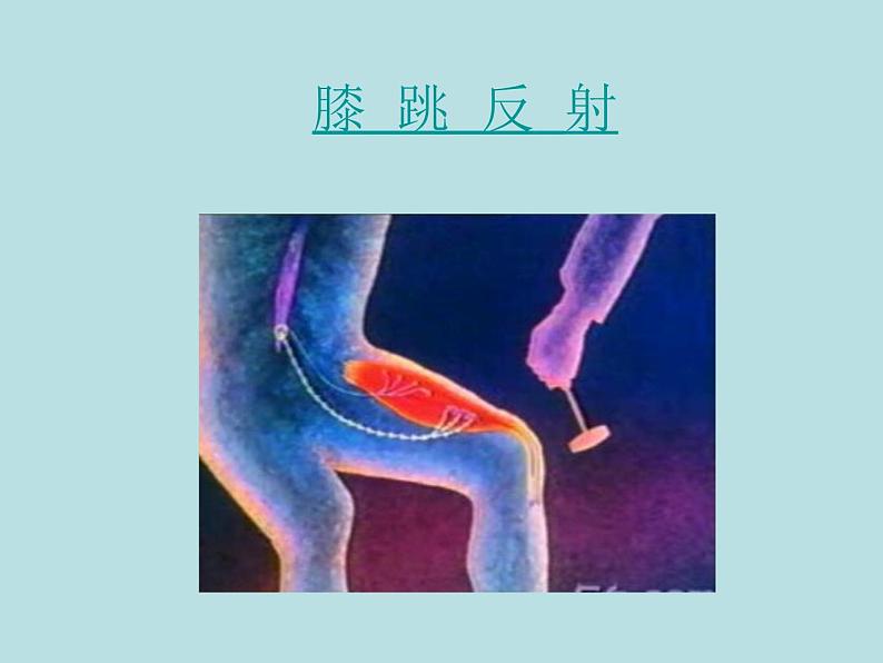 上海版八年级上册生物  2.1.3 神经调节的基本方式--反射 课件   (共17张PPT)07