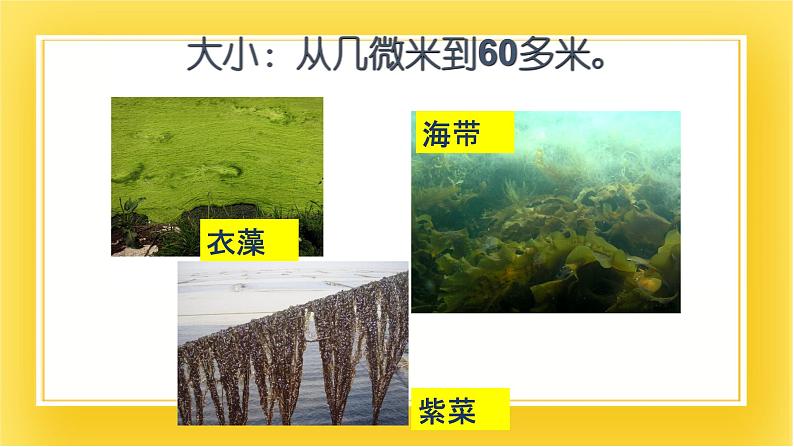 第十三章第三节 原生生物界  课件05