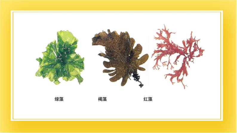 第十三章第三节 原生生物界  课件06