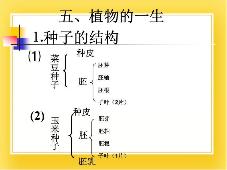 第十三章第四节《植物》课件07