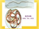 第十三章第六节 《动物》  课件