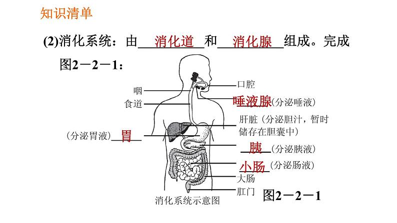 人教版七年级下册生物 第2章 4.2.2.1 食物的消化 习题课件03