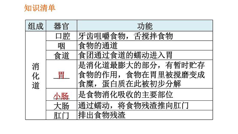 人教版七年级下册生物 第2章 4.2.2.1 食物的消化 习题课件04