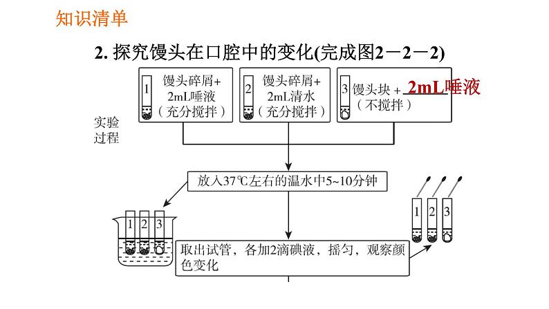 人教版七年级下册生物 第2章 4.2.2.1 食物的消化 习题课件07