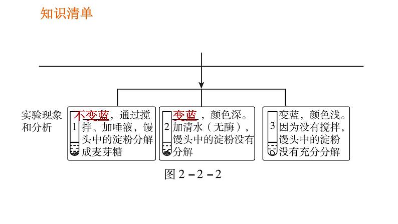 人教版七年级下册生物 第2章 4.2.2.1 食物的消化 习题课件08