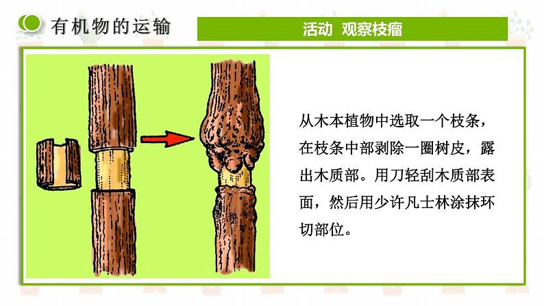 第五章第五节 运输作用课件PPT08