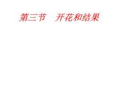 3.2.3 开花和结果  课件   2021—2022学年 人教版生物七年级上册
