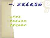 3.2.3 开花和结果  课件   2021—2022学年 人教版生物七年级上册