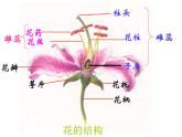 3.2.3 开花和结果  课件   2021—2022学年 人教版生物七年级上册
